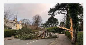 Di storm pull dis tree to fall on one road for east Belfast