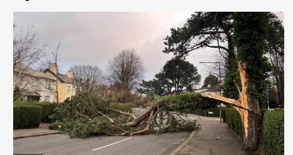 Di storm pull dis tree to fall on one road for east Belfast