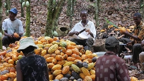 Cocoa farmers tending to their pods