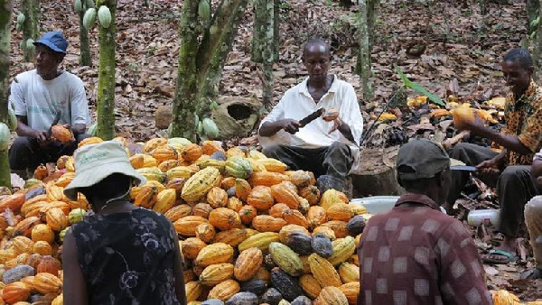 File photo of cocoa farmers