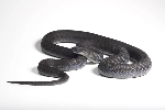 New snake species that eats only bird eggs discovered after 7 years