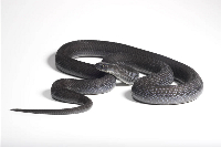 The snake is harmless and feeds exclusively on the eggs of birds