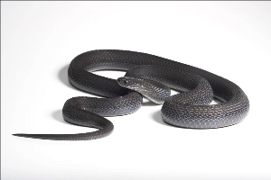 The snake is harmless and feeds exclusively on the eggs of birds