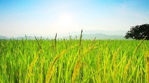 Rice is one crop that does well across the region
