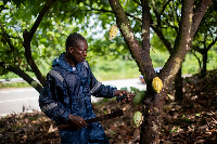A total of 600 farmers have received support under the Cocoa Farmers' Support Programme