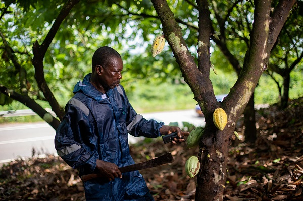 A total of 600 farmers have received support under the Cocoa Farmers' Support Programme