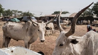 File photo of cattles
