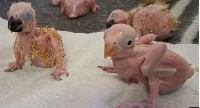 Staff at the National Zoological Garden in Pretoria have been looking after the eggs and hatchlings