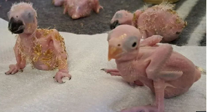 Staff at the National Zoological Garden in Pretoria have been looking after the eggs and hatchlings