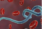 Ebola: Nigeria's FG approves N21.2m outbreak response fund for each state Ebola: Nigeria's FG approves N21.2m outbreak response fund for each state