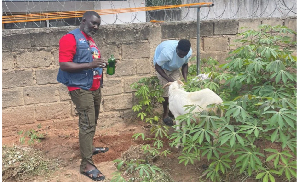 Alex Tetteh, has performed traditional rites to invoke curses against Samuel Atta Akyea,