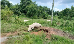 Fallen live electricity cable kills 10 cattle at Abrewanko