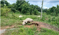 10 cattle have reportedly died at Abrewanko