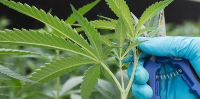 File photo of cannabis plant