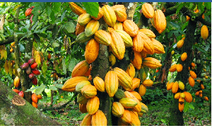 Cocoa is a key export commodity for Ghana