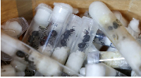 Samples of garden ants concealed in syringes were shown at the Jomo Kenyatta International Airport