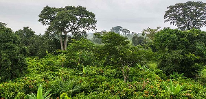 Forest and logging in 2014 contributed GH¢10.83 billion to Ghana's GDP