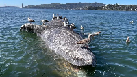 An adult female dead gray whale floated into the San Francisco Bay in California