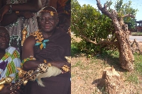 The Asantehene summons Feyiase chief over felling of 300-year-old cola tree