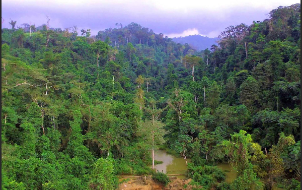 A photo of the Atewa Forest