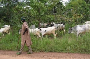 Herdsmen With Cattle Fulani