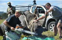 Namibia pioneered dehorning of rhinos to deal with their poaching