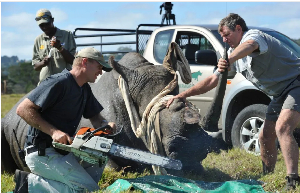 Namibia pioneered dehorning of rhinos to deal with their poaching