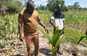 Coconut Federation Ghana leads farm inspection under presidential initiative in Bono Region