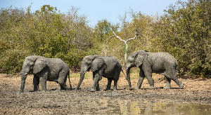 The organisation will again manage Zakouma National Park where elephants are seen roaming