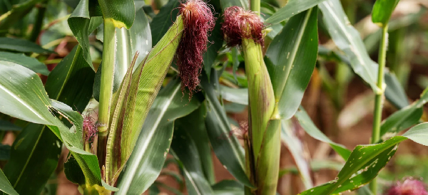 Maize is Africa's biggest cereal crop, grown across 40 million hectares of farmland on the continent
