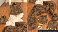 The bear costume allegedly used in an insurance fraud scam