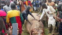 People had been afraid to go out as the hippo was also wandering into paddy fields by the river