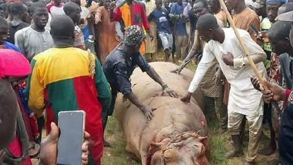 People had been afraid to go out as the hippo was also wandering into paddy fields by the river