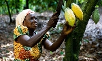 NPP raises alarm over new Cocoa Board Bill