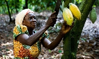 Cocoa is Ghana's most important cash crop and a significant contributor to the country's economy