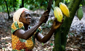 File photo of a cocoa farmer harvesting cocoa pods