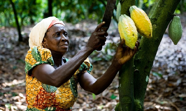 Cocoa farmers to enjoy free healthcare under NDC