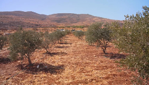 Afia Schwarzenegger and Bulldog