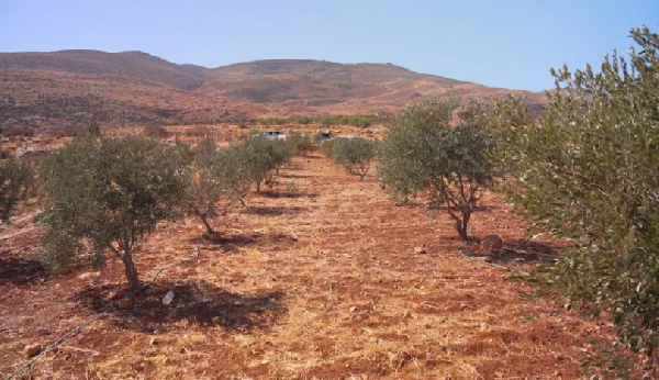 Afia Schwarzenegger and Bulldog