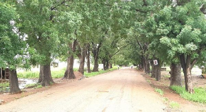 Trees along the Atomic-Kwabenya stretch have been cut down