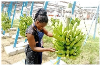 GEL holds a 90% market share for fresh banana fruits exports from Ghana to the EU
