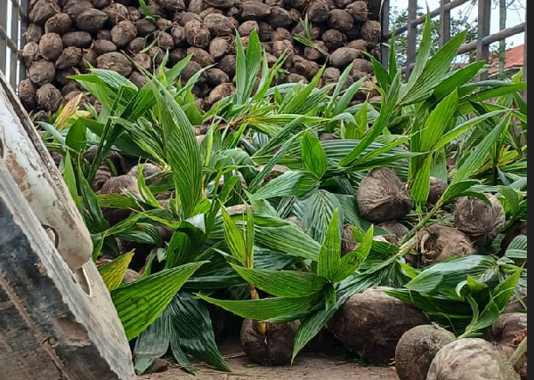 According to Ibrahim, the first phase of the distribution covered 114 farmers