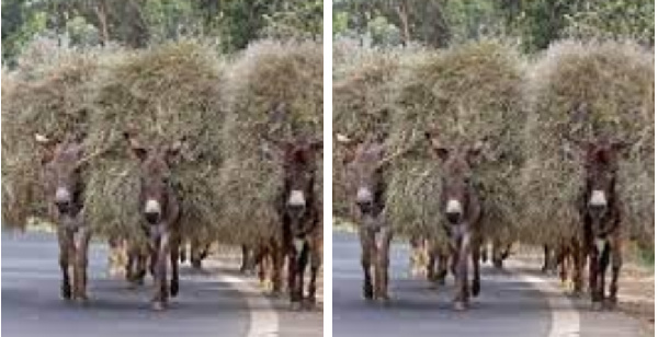 Donkeys carrying load/Photo credit: Smithsonian Magazine