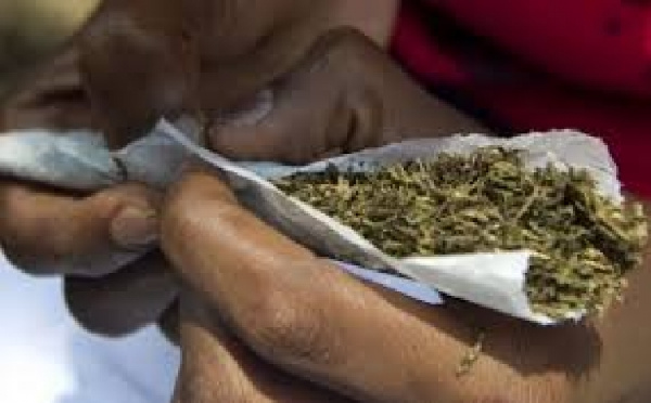 CSOs petition gov\'t over legalization of marijuana