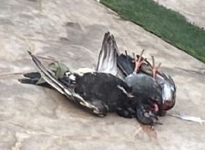 Image of the two dead pigeons shared by Elvis Afriyie Ankrah