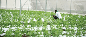 GIRSAL Chili Pepper Commercialisation Project