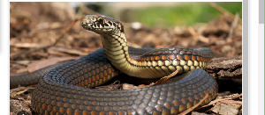 How cost of snake anti-venom dey drive Nigerians towards local treatment