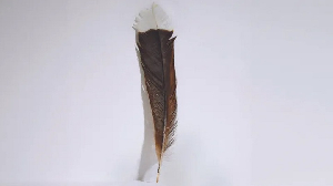 Most Expensive Feather