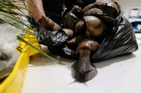 A photo of the snails that were seized by US Customs and Border agents at JFK Airport