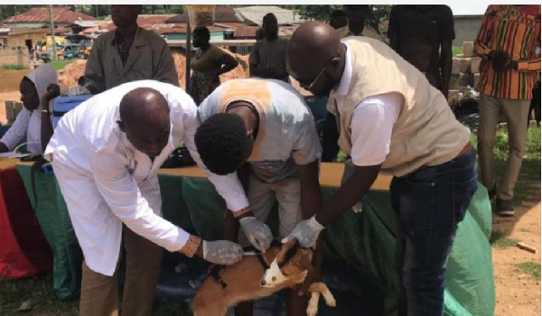 A dog is seen receiving vaccine